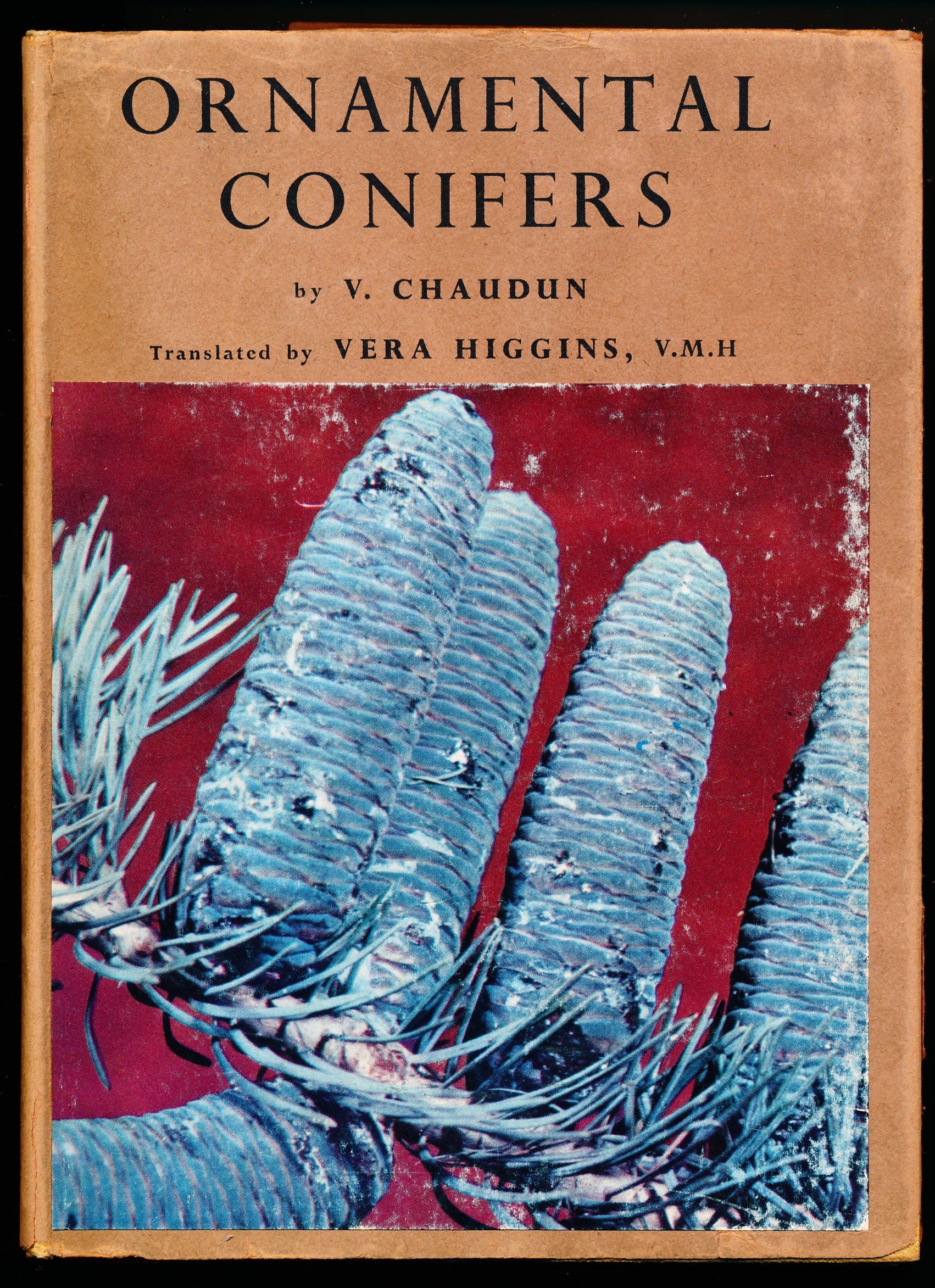ORNAMENTAL CONIFERS.